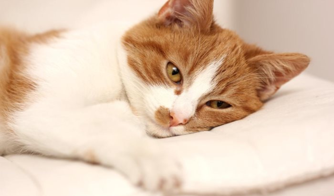 Malattia del gatto (panleucopenia): tutto ciò che è importante a colpo d'occhio